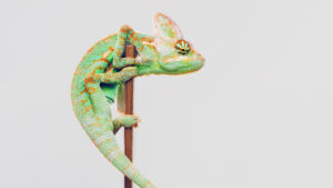 Leading Adaptive Strategy